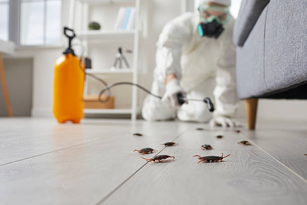 Commercial Kitchen Cockroach Control in Summit Hill